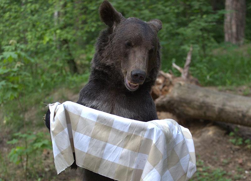 Медведь